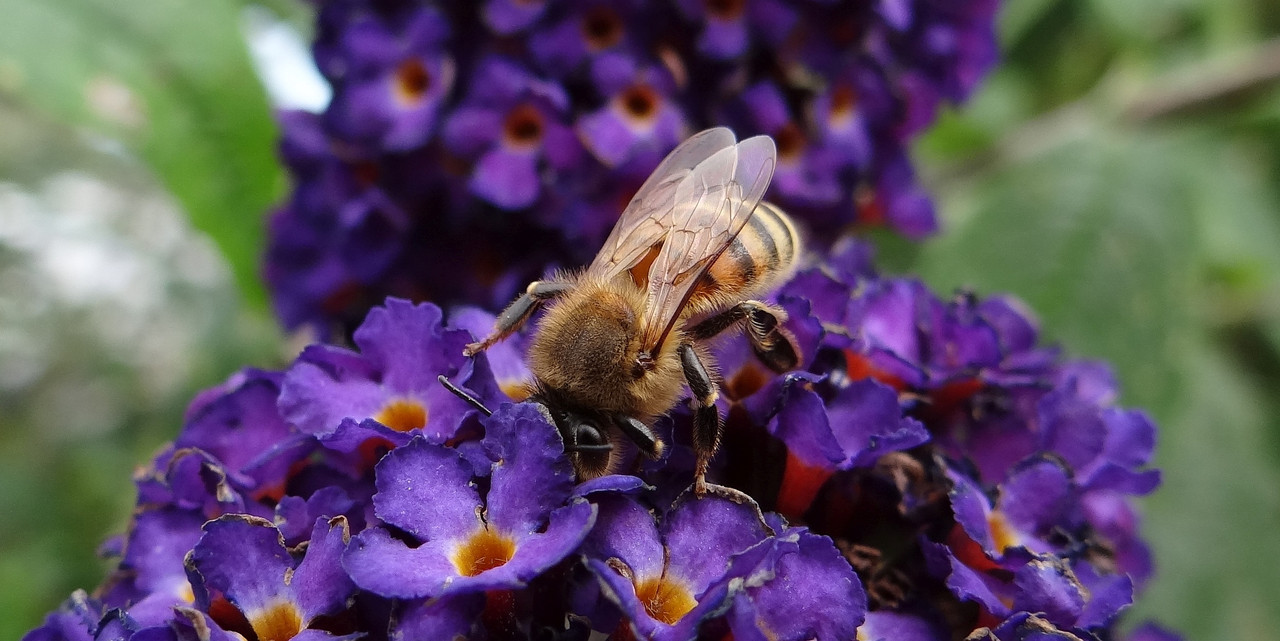 BEE 10 040824