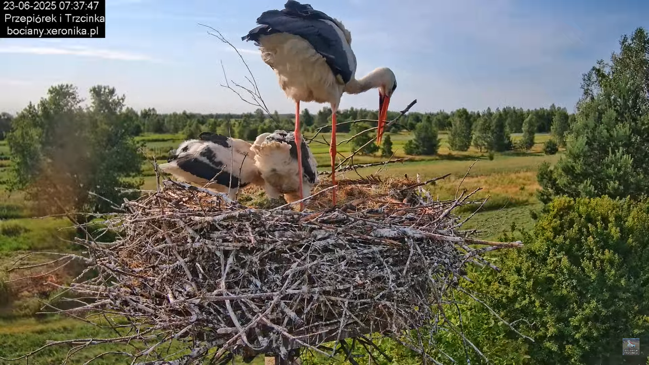 23062025bociany12