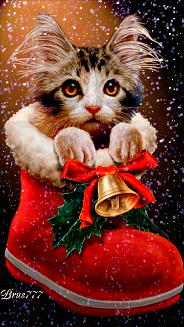 Lundi 10 Décembre2018... IMAGE-NO-L-CHAT-BOTTE-A-X