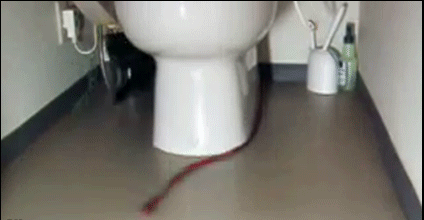 Funny-Kitten-GIF-Crazy-kitty-chasing-its-leash-around-the-toilet-bowl.gif