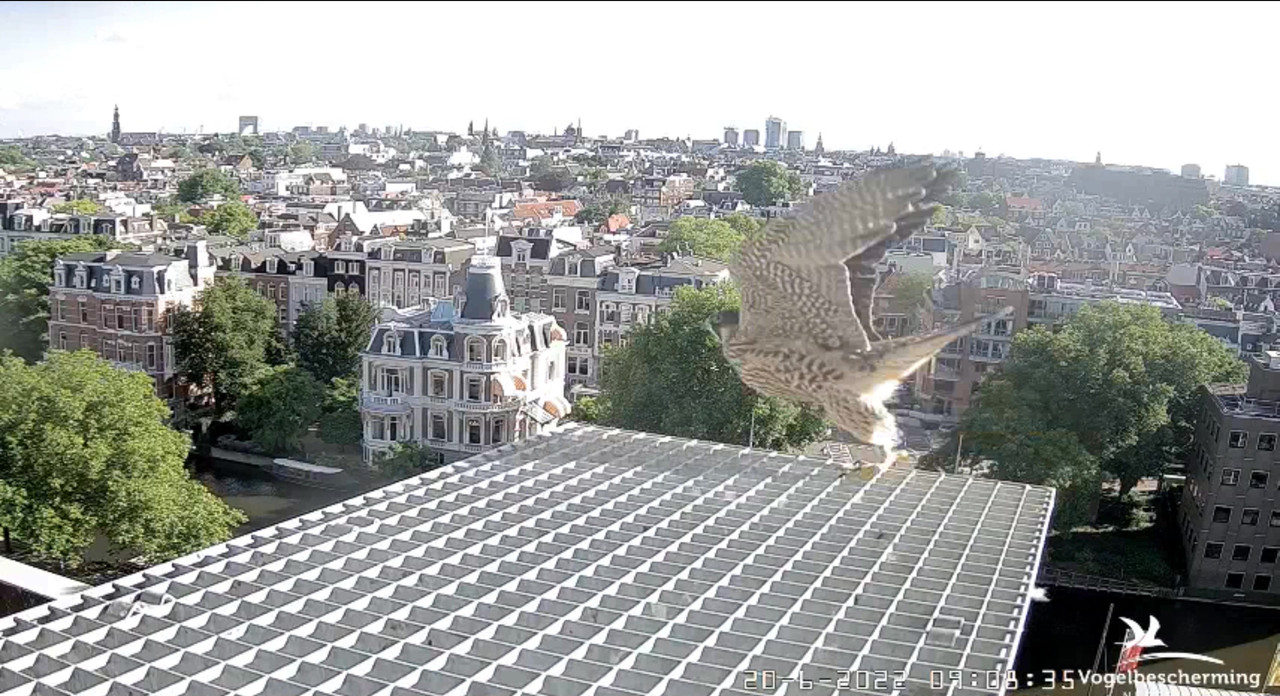 Amsterdam/Rijksmuseum screenshots © Beleef de Lente/Vogelbescherming Nederland - Pagina 29 Video-2022-06-20-090928-Moment-3
