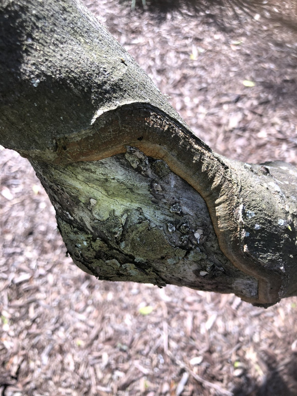 Phytophthora3