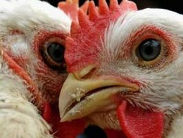 Украинская курятина может серьезно ударить по польским производителям