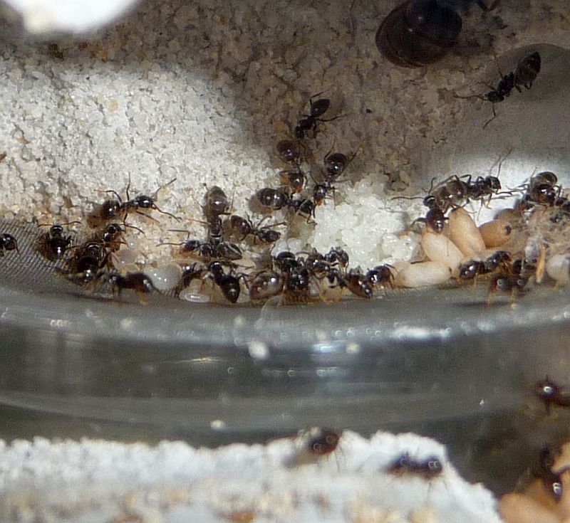 0105-Lasius-eggs.jpg