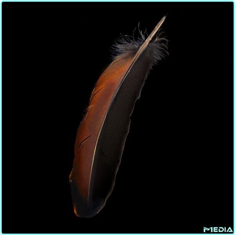 [Image: okyz1ic295kp.png]