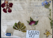 Гербарий процесс 3