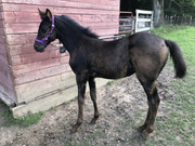 CD7-B83-B4-5-B8-C-4-BE6-B15-B-4321-B0-A32-BA7