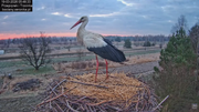 19032026 Przylot pierwszego bociana 0