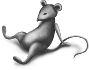 Magic-Snowkitpudnmouse