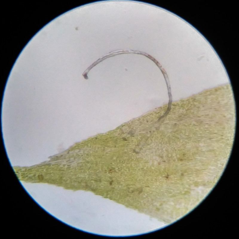 IMG 20250617 112152 HDR