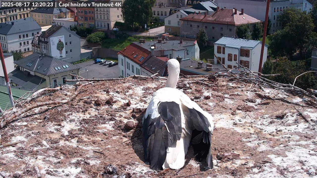 Tiešraide no stārķa ligzdas uz alus darītavas skursteņa Trutnovā 14-15-51 screenshot
