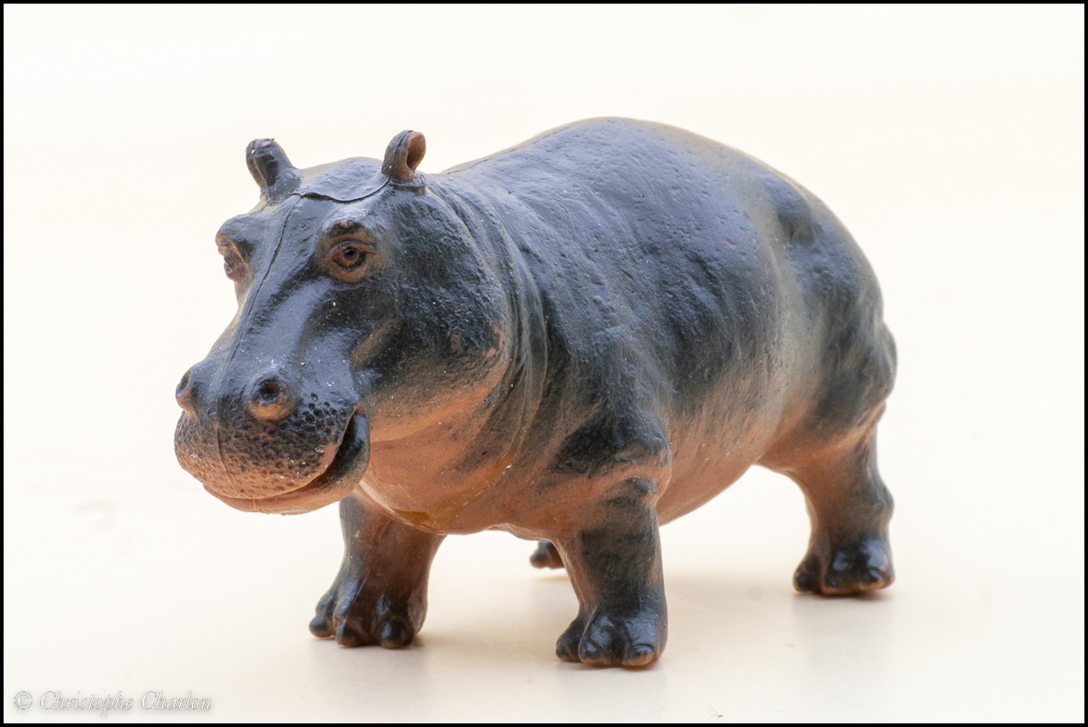 Pictures for Toy Animal Wiki - Page 30 TM-2011-Hippo-3