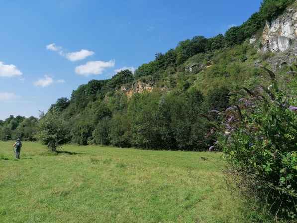 Forêt du Sart-Lierneux