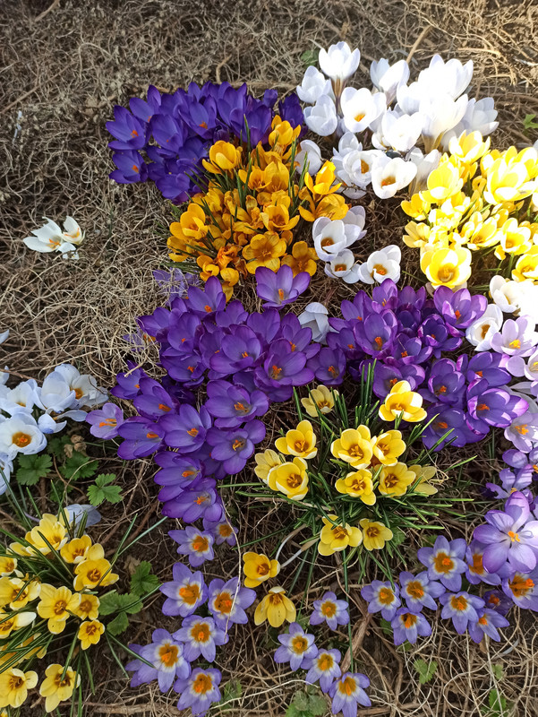 2024март, первоцветы