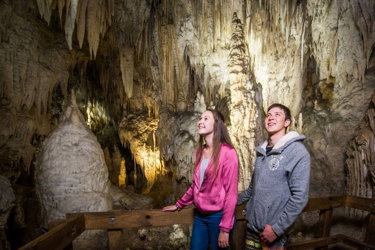 Auckland to Rotorua via Waitomo Caves Small Group Tour (One Way) | Shaara Deals