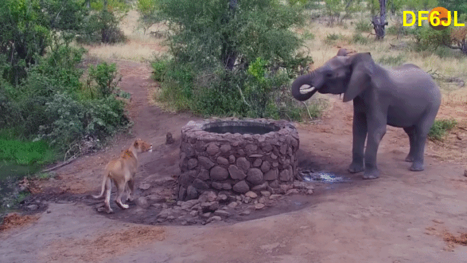 Elefant-vs-L-win-02