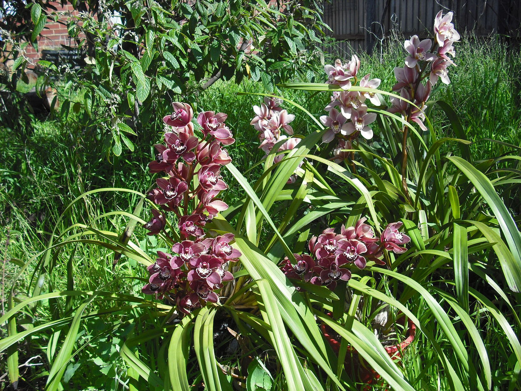 cymbidiums.jpg