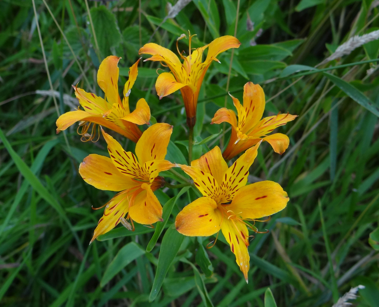 GROWING WILD 1