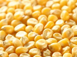 Цена на украинскую кукурузу перестала снижаться