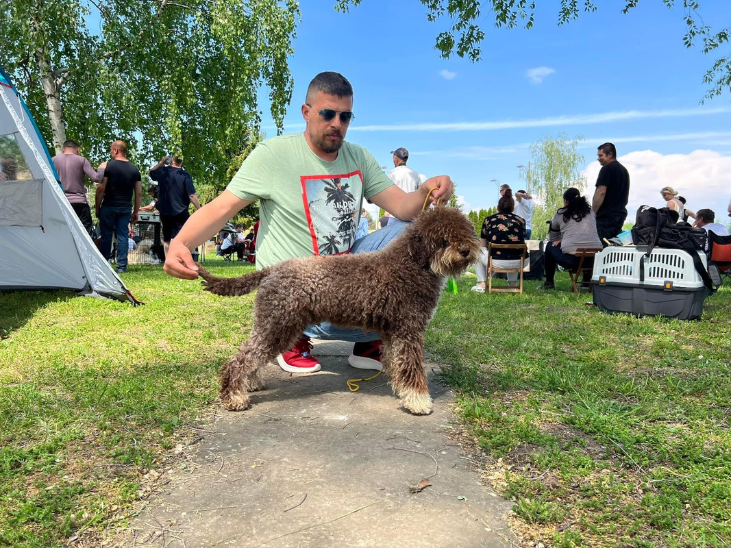 Lagotto Romagnolo stud male Jegger – health tested sire, Ideal Dale, Alabama USA