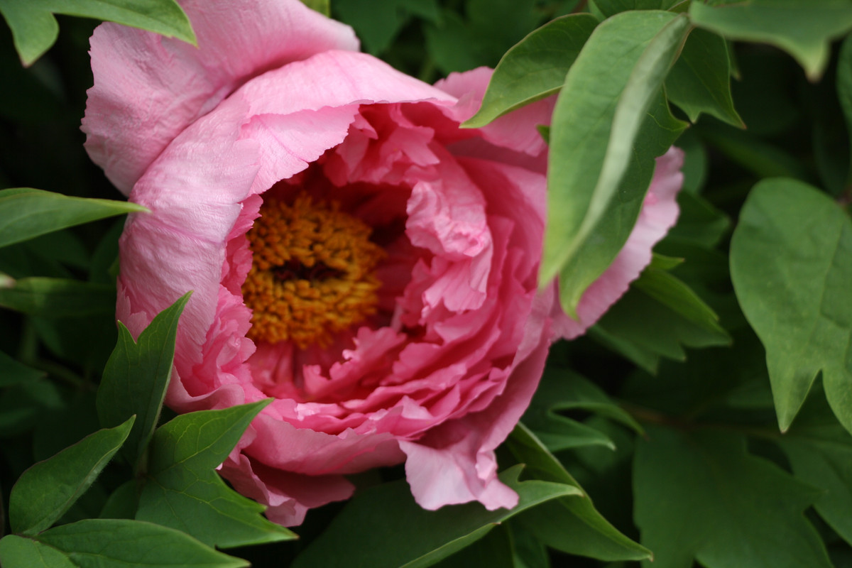 d Pink Water-lily (3)