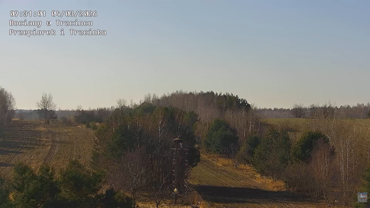 04032026 Prace przy gnieździe 7