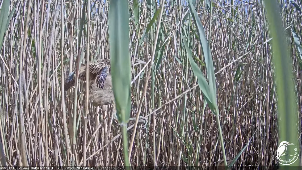 Lielais dumpis (Botaurus stellaris) Engurē - LDF tiešraide 12-20-22 screenshot