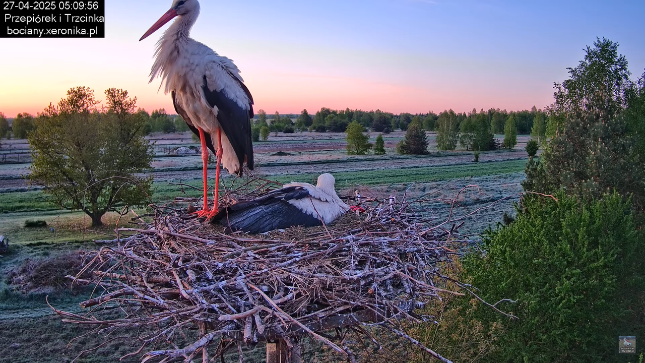 27042025bociany1