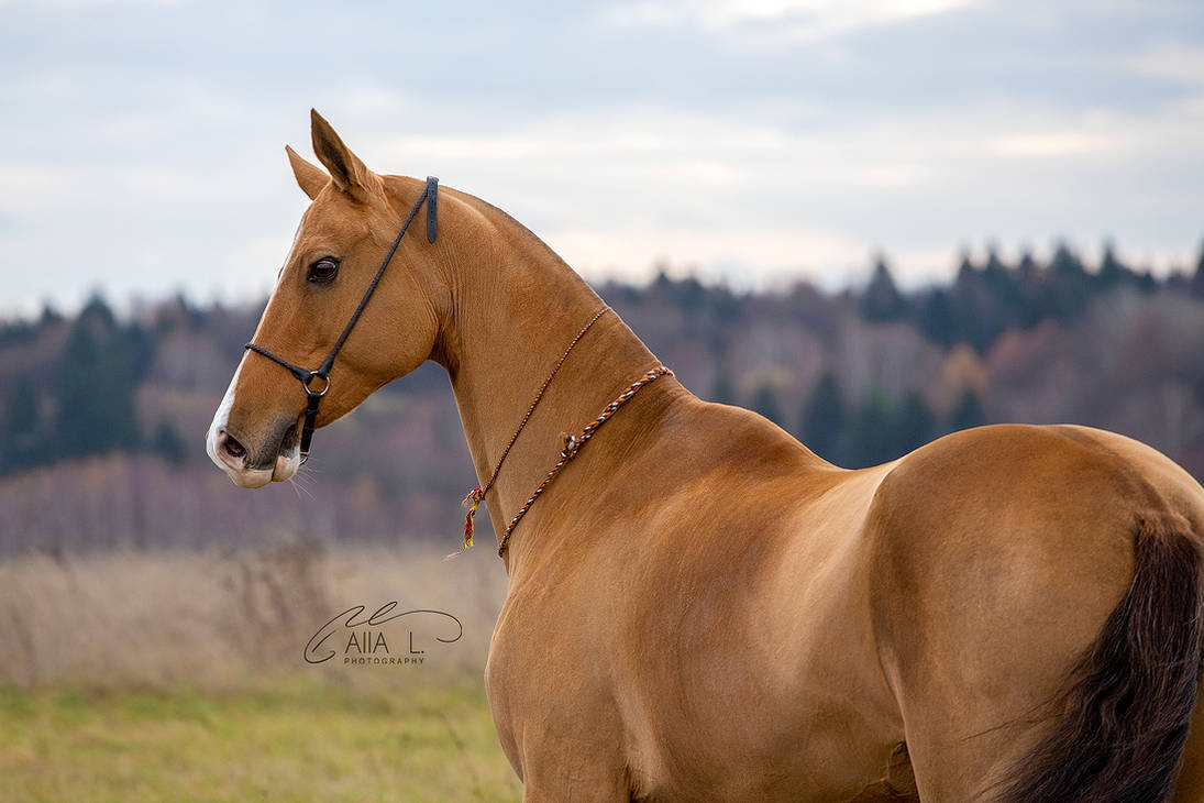 akhal-teke-by-alla-equi-df5fs8h-pre.jpg