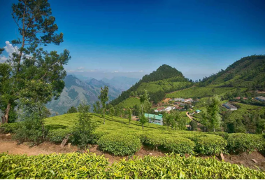Randola/Gamagekanda Estate tea and rubber plantation in Sri Lanka