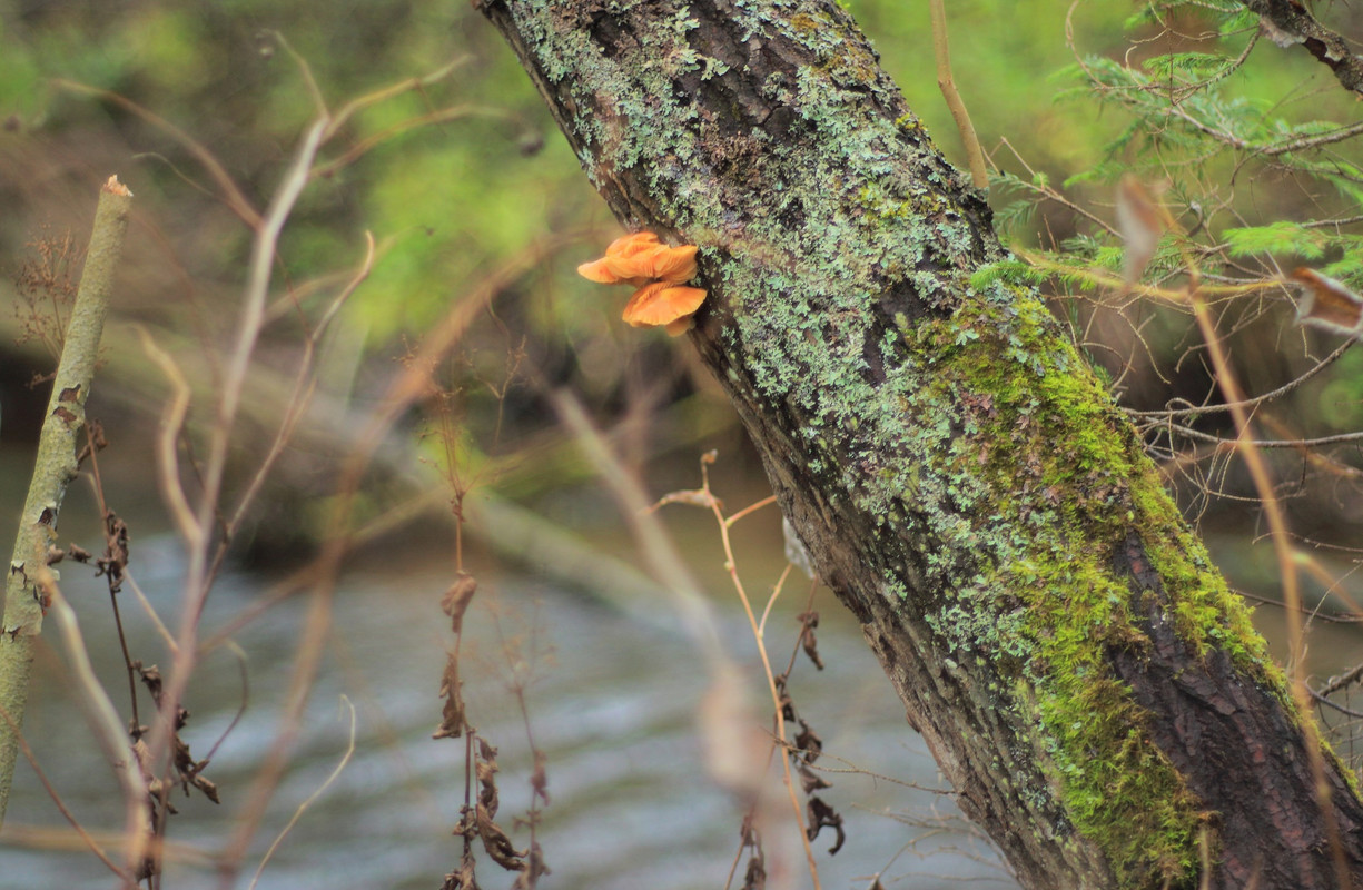 IMG_6657 (2497 x 1631)