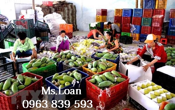 Rổ nhựa đựng trái cây, khay nhựa, sọt nhựa có nắp đóng hàng xuất khẩu / 0963 839 593 Ms.Loan