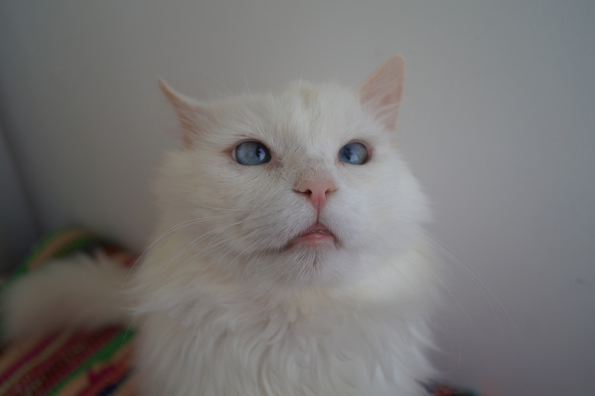 Альбус_19_11_4