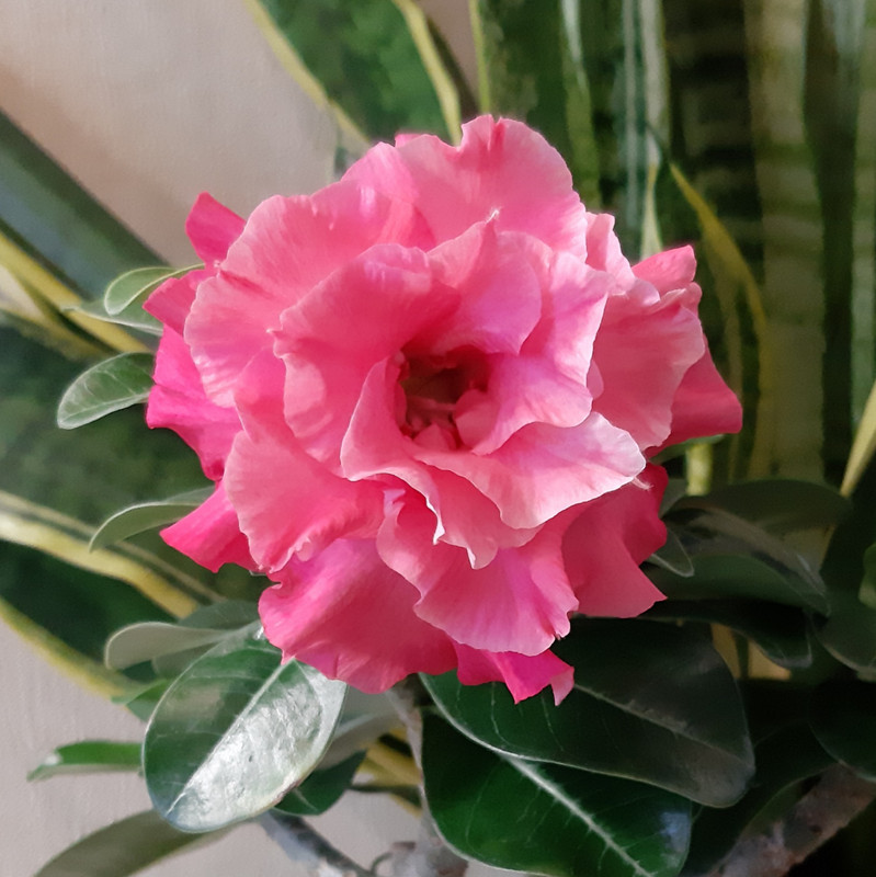 Red Camellia 23.01. (3)