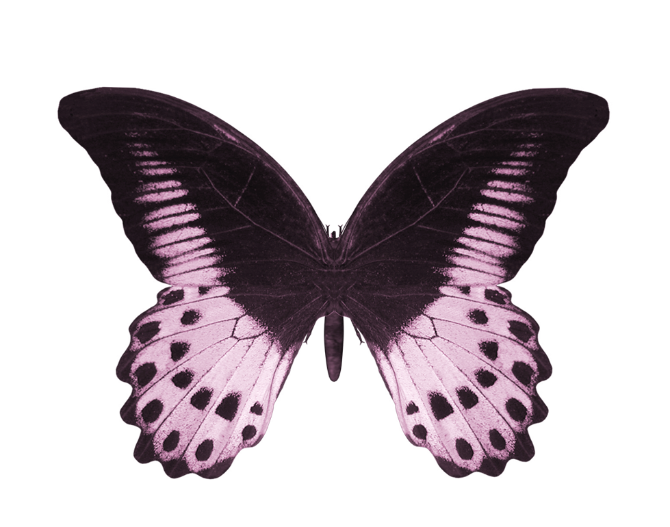 **butterfly related start**