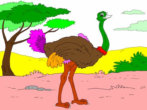 Ostrich-1