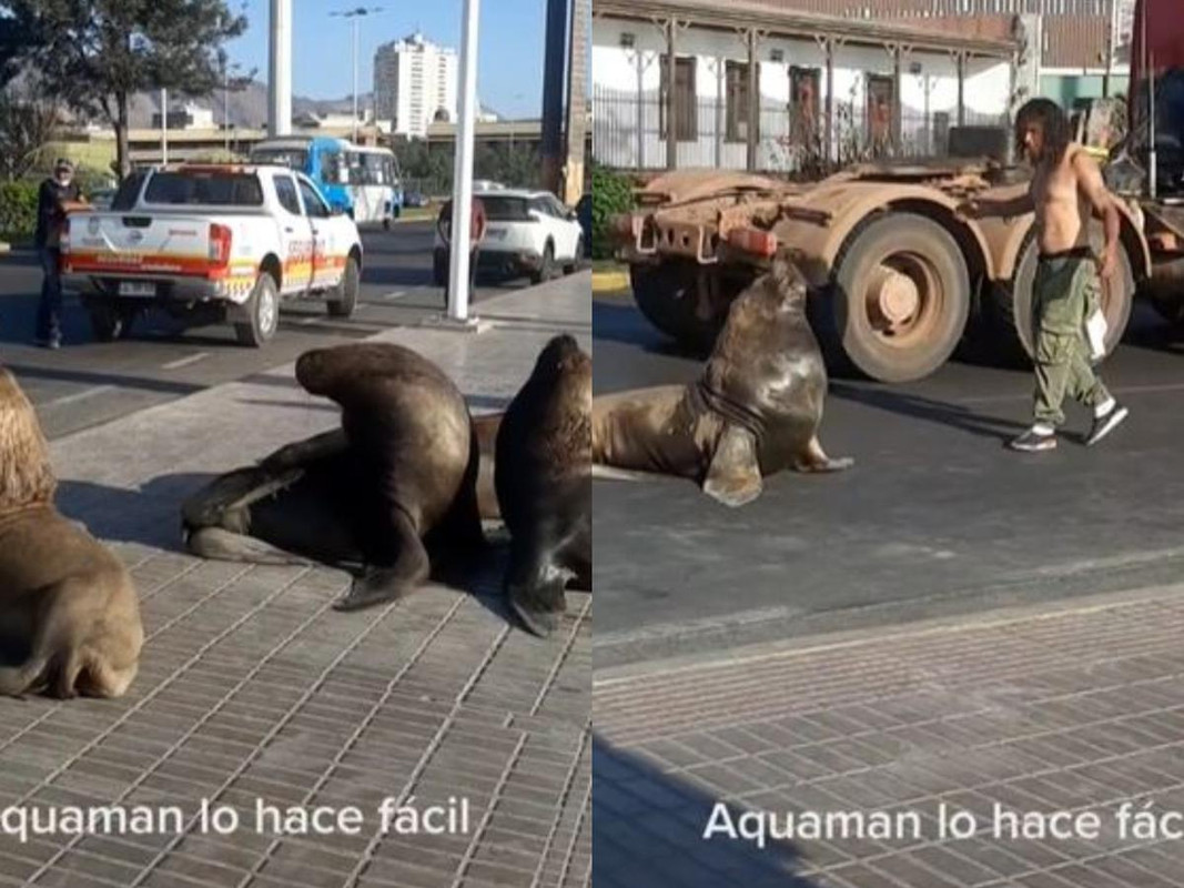 Aquaman chileno, el hombre está en modo domador de lobos marinos TikTok lo viraliza