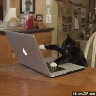 Coding Cat