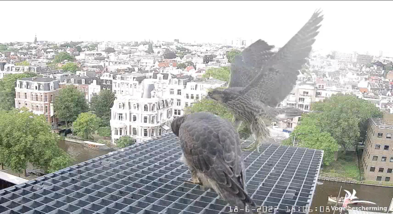 Amsterdam/Rijksmuseum screenshots © Beleef de Lente/Vogelbescherming Nederland - Pagina 29 Video-2022-06-18-180714-Moment-4