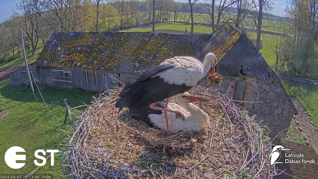 Baltie stārķi (Ciconia ciconia) Tukuma novadā - LDF tiešraide __ White storks in Tukums, Latvia 14-2