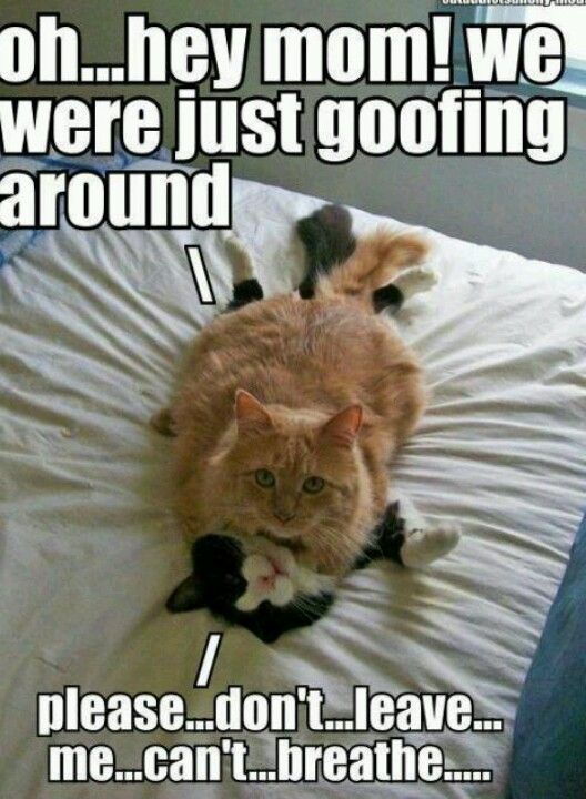 Cat Humor #8