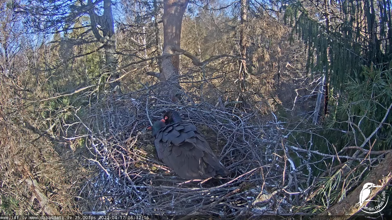 Melnais stārķis (Ciconia nigra) Siguldas novadā - LDF tiešraide 1-19-40 screenshot