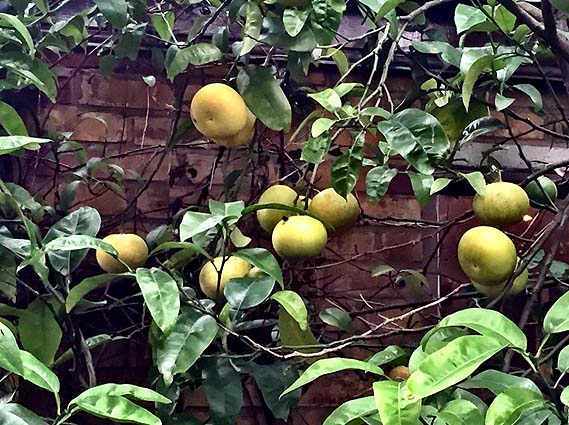 grapefruit2