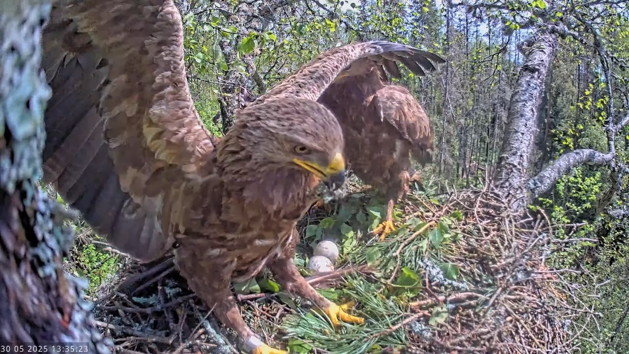 Väike-konnakotkas __ Clanga pomarina __ Lesser Spotted Eagle 13-51-3 screenshot