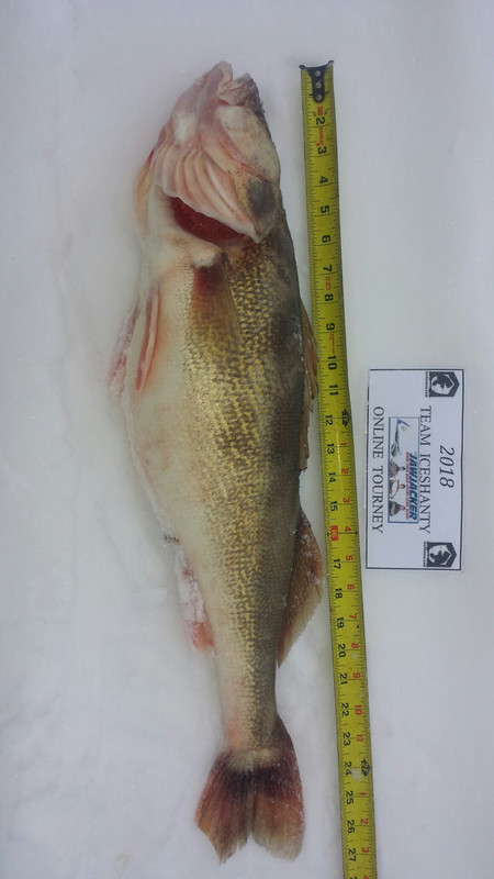 w walleye 1