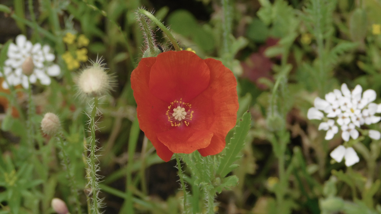 Дачное июль кудряшка , маус-машина и природа 013