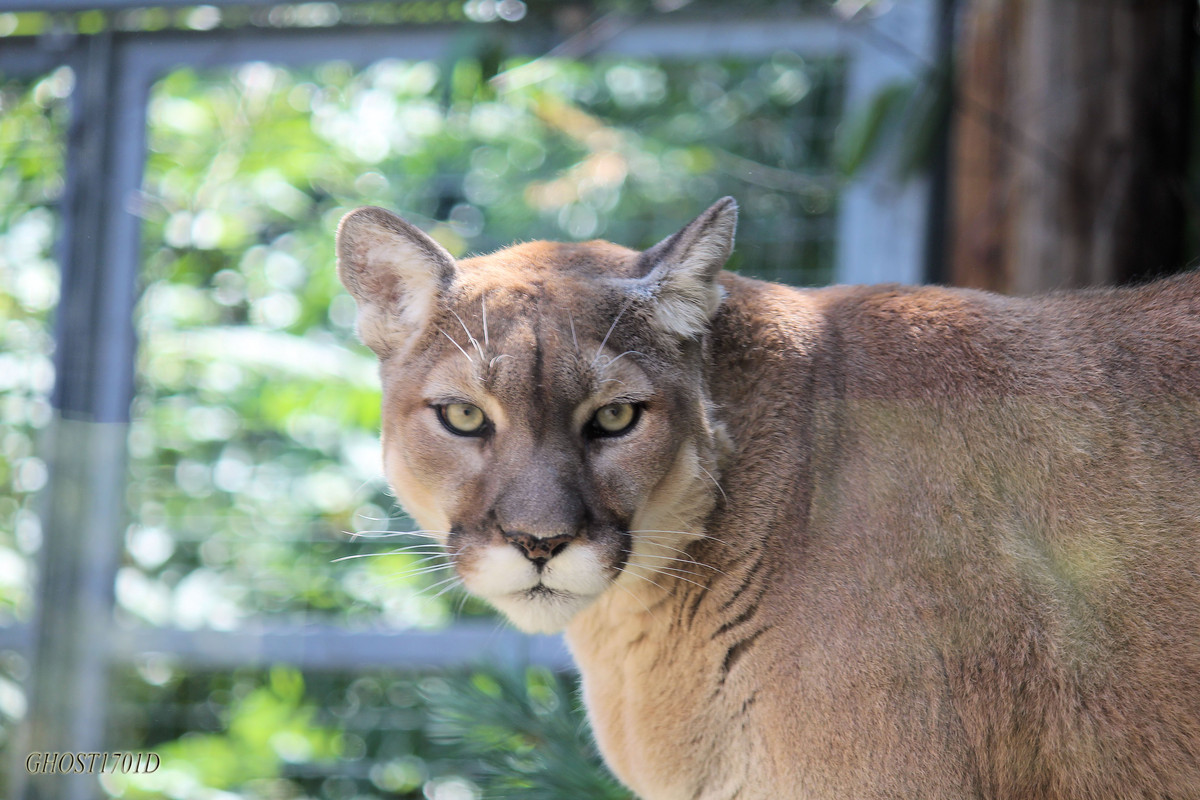 cougar-stock-1-by-ghost1701d-d4kidl8.jpg