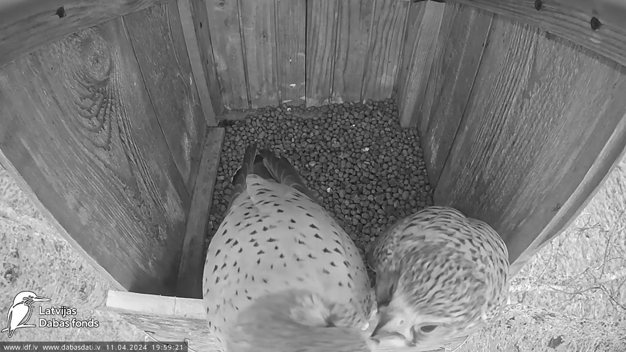 Lauku piekūns Skrīveru apkārtnē 12-32-26 screenshot