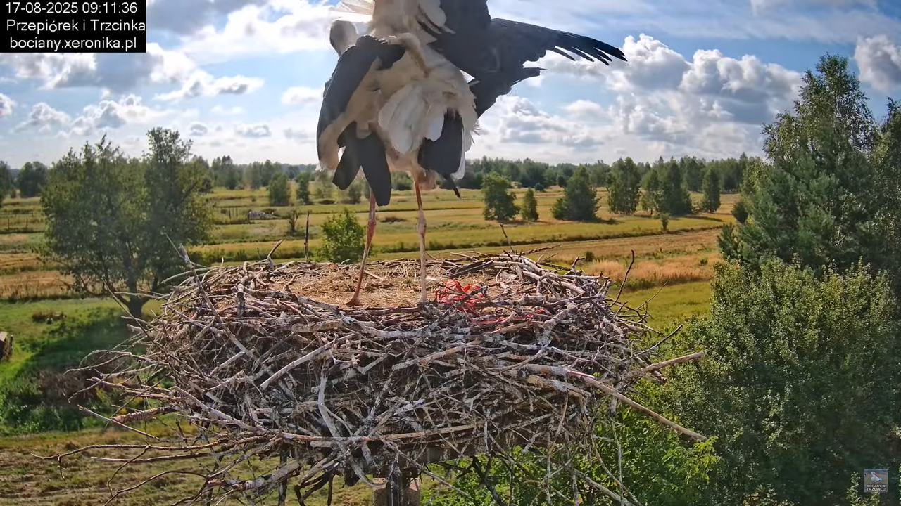 17082025bociany16