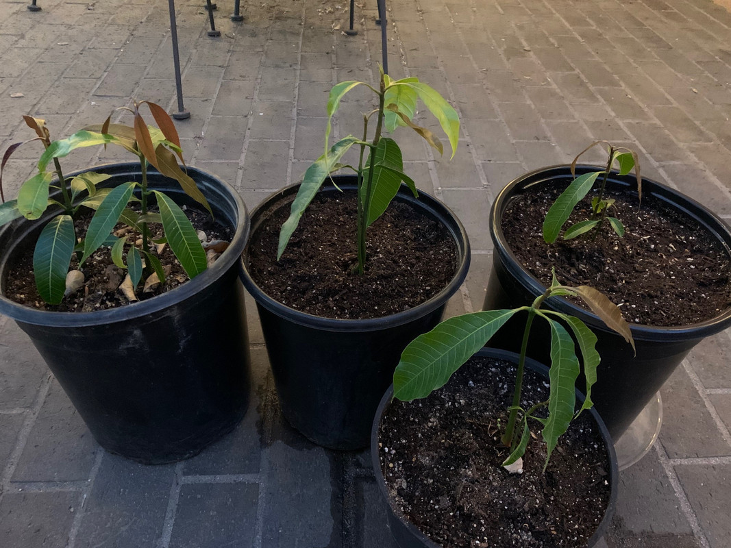 NDM Seedlings
